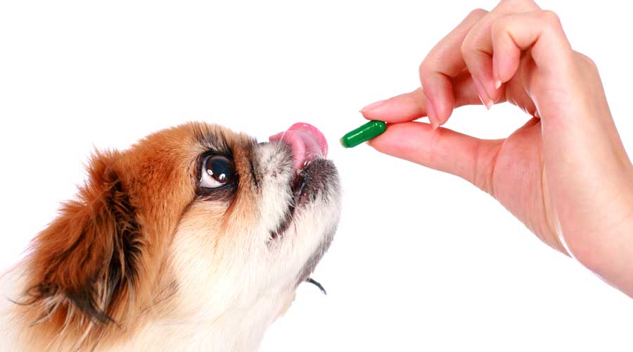 5 Ways to Welcome Pets to Your Pharmacy by Elements magazine | pbahealth.com